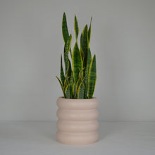 subtle pink bubble tiered planter pot with snake plant on a white background.