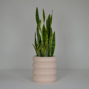 subtle pink bubble tiered planter pot with snake plant on a white background.