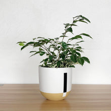 A white and beige round pot planter made of fiberstone, displayed on a wooden surface