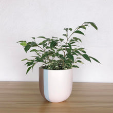 A medium-sized, soft pink color block planter with vertical blue lines, containing a green plant, placed on a wooden surface against a white wall.