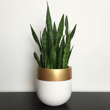 A snake plant in a modern white and gold fiberstone pot, set against a plain white wall on a dark surface.