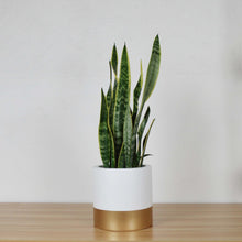 A white and gold divided cylinder pot planter with a snake plant inside, placed on a wooden surface against a neutral background.