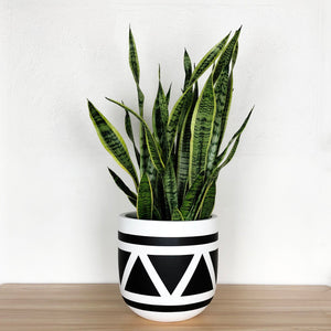 large white planter with black triangle pattern with sanservia snake plant