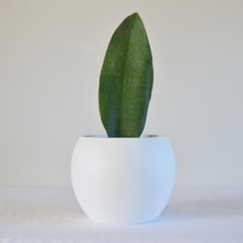 white table top sphere plant pot with a shark fin plant on a white backdrop.