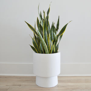 white pedestal planter with snake plant on oak floor