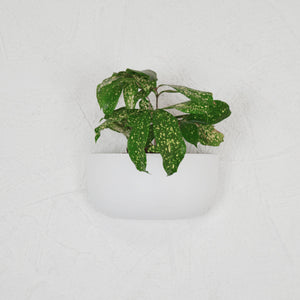 SOLID SHORT WALL PLANTER | POT