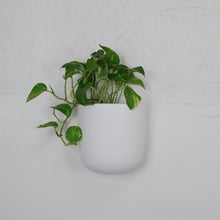 white wall planter with pothos plant on textured white wall